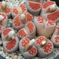 karasmontana 'Top Red' Succulents Garden Plants 100 PCS Seeds