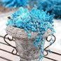 Kasuki Blue Spring Grass Rare Succulents Plant Funny 2000 PCS Seeds