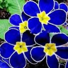 Kasuki Fresh Evening Primrose Bonsai Seedlings Perennial Beautiful 100 PCS Seeds