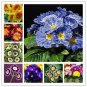 Kasuki Fresh Evening Primrose Bonsai Seedlings Perennial Beautiful 100 PCS Seeds
