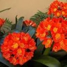 Kasuki Gorgeous Clivia Bonsai 100 PCS Seeds