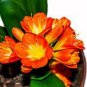 Kasuki Gorgeous Clivia Bonsai 100 PCS Seeds
