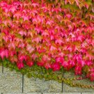 Kasuki Mixed Colors Boston Ivy Bonsai 100 PCS Seeds Kasuki Mixed Colors Boston Ivy Bonsai 100 PCS Seeds