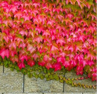 Kasuki Mixed Colors Boston Ivy Bonsai 100 PCS Seeds