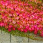 Kasuki Mixed Colors Boston Ivy Bonsai 100 PCS Seeds