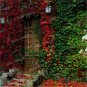 Kasuki Mixed Colors Boston Ivy Bonsai 100 PCS Seeds