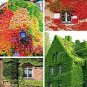 Kasuki Mixed Colors Boston Ivy Bonsai 100 PCS Seeds