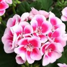 Kasuki Seed Flower Flores Exotic Indoor Seed Lavendar Geranium Rosa 100 PCS Seeds