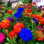 Kasuki Seed Flower Flores Exotic Indoor Seed Lavendar Geranium Rosa 100 PCS Seeds