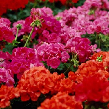 Kasuki Seeds Colorful Geranium Seed Beautiful Garden Flower 50 PCS Seeds