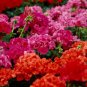 Kasuki Seeds Colorful Geranium Seed Beautiful Garden Flower 50 PCS Seeds