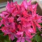 Kasuki Seeds Colorful Geranium Seed Beautiful Garden Flower 50 PCS Seeds