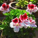 Kasuki White & Red Edge Geranium Garden Pelargonium Peltatum Flowers 20 PCS Seeds