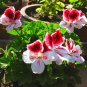 Kasuki White & Red Edge Geranium Garden Pelargonium Peltatum Flowers 20 PCS Seeds