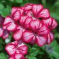 Kasuki White & Red Edge Geranium Garden Pelargonium Peltatum Flowers 20 PCS Seeds