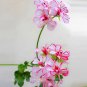 Kasuki White & Red Edge Geranium Garden Pelargonium Peltatum Flowers 20 PCS Seeds