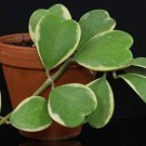 Kerrii Bonsai December Orchid 100 PCS Seeds