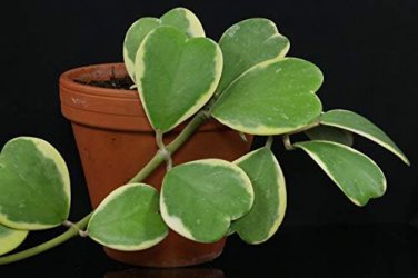 Kerrii Bonsai December Orchid 100 PCS Seeds