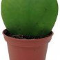 Kerrii Bonsai December Orchid 100 PCS Seeds