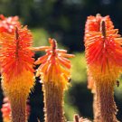 Kniphofia ’Flaming Torch Lily’ Seeds Red Hot Poker 100 PCS Seeds