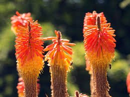 Kniphofia &acirc;��Flaming Torch Lily&acirc;�� Seeds Red Hot Poker 100 PCS Seeds