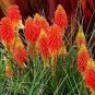 Kniphofia &acirc;��Flaming Torch Lily&acirc;�� Seeds Red Hot Poker 100 PCS Seeds