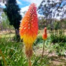 Kniphofia 'Elvira' Seeds Red Hot Poker Torch Lily 'Elvira' Flowers 100 PCS Seeds Kniphofia 'Elvira' Seeds Red Hot Poker Torch Lily 'Elvira' Flowers 100 PCS Seeds