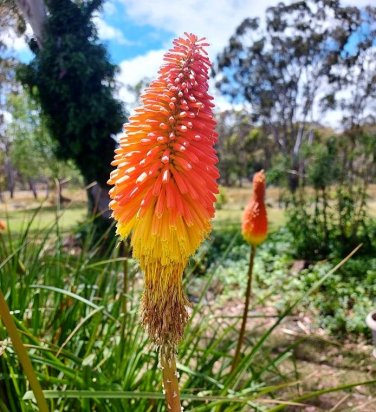 Kniphofia 'Elvira' Seeds Red Hot Poker Torch Lily 'Elvira' Flowers 100 PCS Seeds