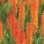 Kniphofia 'Elvira' Seeds Red Hot Poker Torch Lily 'Elvira' Flowers 100 PCS Seeds