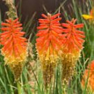 Kniphofia 'Elvira' Seeds Red Hot Poker Torch Lily 'Elvira' Flowers 1000 PCS Seeds