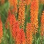 Kniphofia 'Elvira' Seeds Red Hot Poker Torch Lily 'Elvira' Flowers 1000 PCS Seeds
