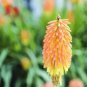 Kniphofia 'Elvira' Seeds Red Hot Poker Torch Lily 'Elvira' Flowers 1000 PCS Seeds