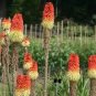 Kniphofia Flower red hot pokers-plants So Pretty Long Blomming 100 PCS Seeds