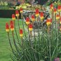 Kniphofia Flower red hot pokers-plants So Pretty Long Blomming 100 PCS Seeds
