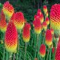 Kniphofia Flower red hot pokers-plants So Pretty Long Blomming 100 PCS Seeds