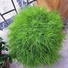 Kochia scoparia Seeds Burning Bush 500 PCS Seeds
