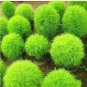 Kochia scoparia Seeds Burning Bush 500 PCS Seeds