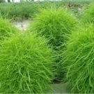 Kochia Scoparia Burning Bush Grass Green Red Mixed 200 PCS Seeds Kochia Scoparia Burning Bush Grass Green Red Mixed 200 PCS Seeds