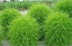 Kochia Scoparia Burning Bush Grass Green Red Mixed 200 PCS Seeds