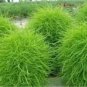 Kochia Scoparia Burning Bush Grass Green Red Mixed 200 PCS Seeds