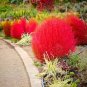 Kochia scoparia Seeds Burning Bush 500 PCS Seeds