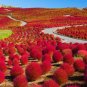 Kochia scoparia Seeds Burning Bush 500 PCS Seeds