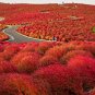 Kochia scoparia Seeds Burning Bush 500 PCS Seeds