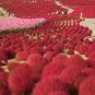 Kochia scoparia Seeds Burning Bush 500 PCS Seeds