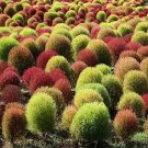 Kochia scoparia Seeds Mixed 5 Colors 500 PCS Seeds