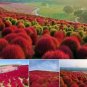 Kochia scoparia Seeds Mixed 5 Colors 500 PCS Seeds