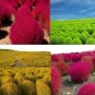 Kochia scoparia Seeds Mixed 5 Colors 500 PCS Seeds