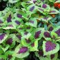 Kong Lime Sprite Coleus Herbs 20 PCS Seeds
