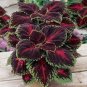 Kong Red Giant Coleus Herbs 20 PCS seeds