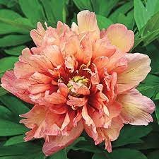 Kopper Kettle' Orange Peony Tree 5 PCS Seeds